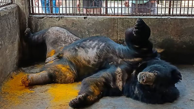 ভালুকের শরীরে পচন, আওয়ামী লীগ নেতার সেই চিড়িয়াখানা সিলগালা